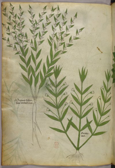 Botanikai illusztráció, 1440 körül (tinta és szín, pergamen) alkotó: Italian School