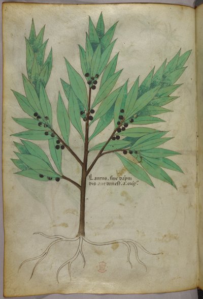 Botanikai illusztráció, 1440 körül (tinta és szín, pergamen) alkotó: Italian School