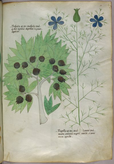 Botanikai illusztráció, 1440 körül (tinta és szín, pergamen) alkotó: Italian School