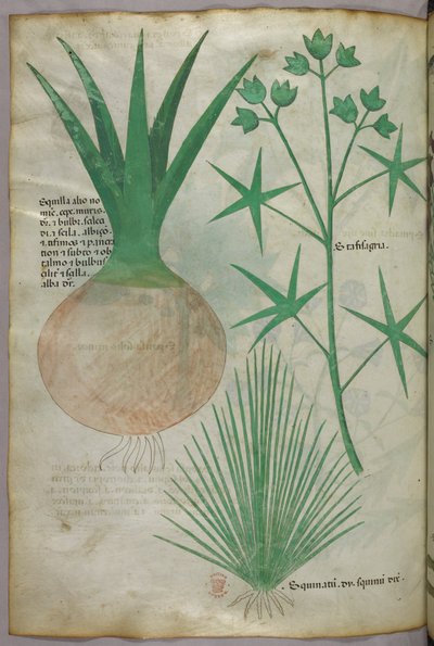 Botanikai illusztráció, 1440 körül (tinta és szín, pergamen) alkotó: Italian School