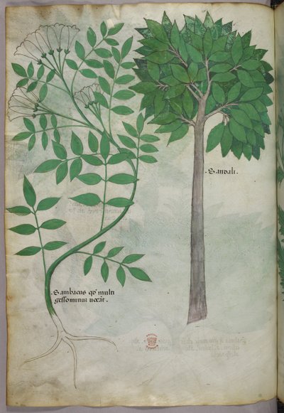 Botanikai illusztráció, 1440 körül (tinta és szín, pergamen) alkotó: Italian School