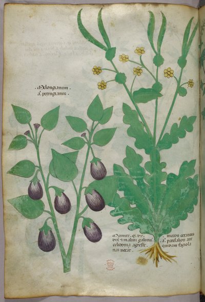 Botanikai illusztráció, 1440 körül (tinta és szín, pergamen) alkotó: Italian School