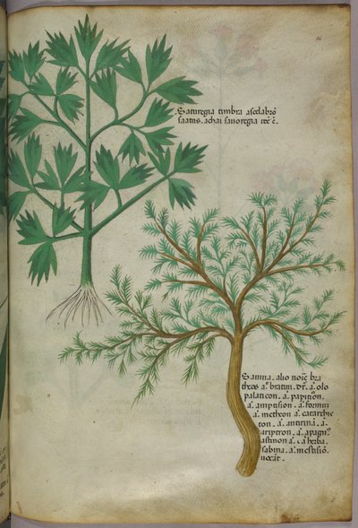 Botanikai illusztráció, 1440 körül (tinta és szín, pergamen) alkotó: Italian School
