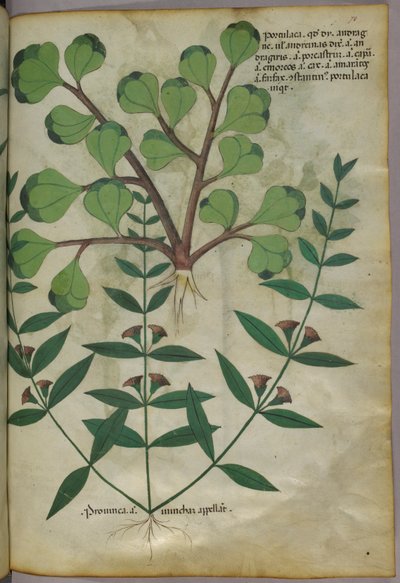 Botanikai illusztráció, 1440 körül (tinta és szín, pergamen) alkotó: Italian School