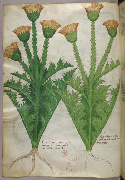 Botanikai illusztráció, 1440 körül (tinta és szín, pergamen) alkotó: Italian School
