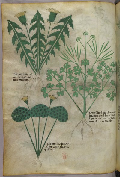 Botanikai illusztráció, 1440 körül (tinta és szín, pergamen) alkotó: Italian School
