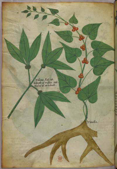 Botanikai illusztráció, 1440 körül (tinta és szín, pergamen) alkotó: Italian School