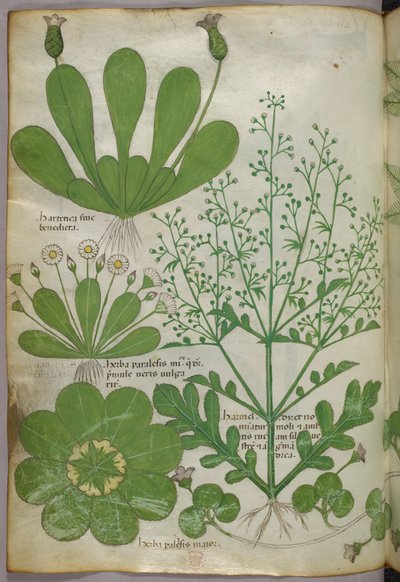 Botanikai illusztráció, 1440 körül (tinta és szín, pergamen) alkotó: Italian School