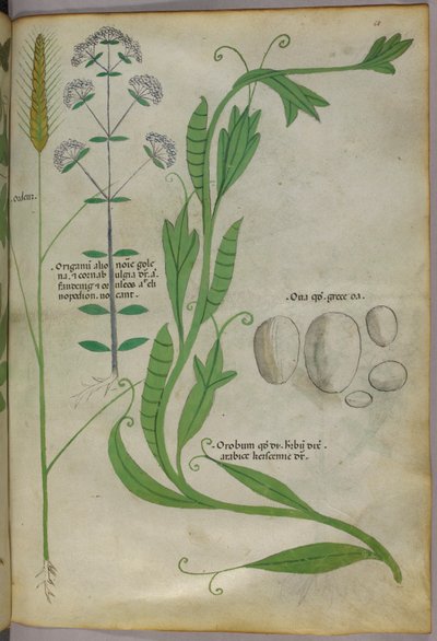 Botanikai illusztráció, 1440 körül (tinta és szín, pergamen) alkotó: Italian School