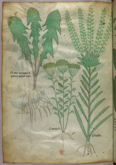 Botanikai illusztráció, 1440 körül (tinta és szín, pergamen) alkotó: Italian School