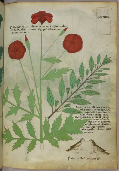 Botanikai illusztráció, 1440 körül (tinta és szín, pergamen) alkotó: Italian School