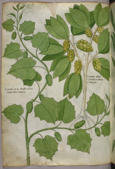 Botanikai illusztráció, 1440 körül (tinta és szín, pergamen) alkotó: Italian School