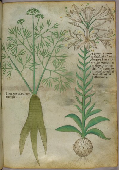 Botanikai illusztráció, 1440 körül (tinta és szín, pergamen) alkotó: Italian School