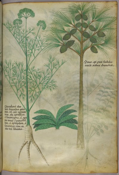 Botanikai illusztráció, 1440 körül (tinta és szín, pergamen) alkotó: Italian School