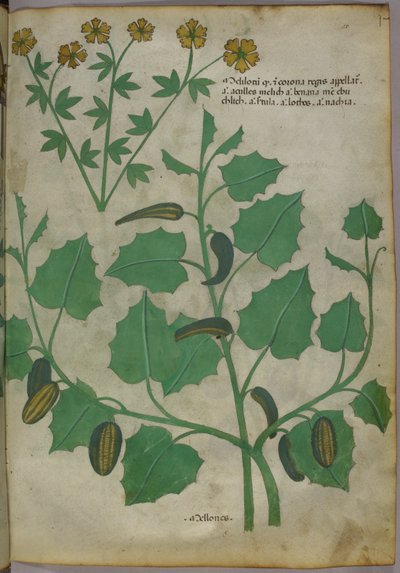 Botanikai illusztráció, 1440 körül (tinta és szín, pergamen) alkotó: Italian School