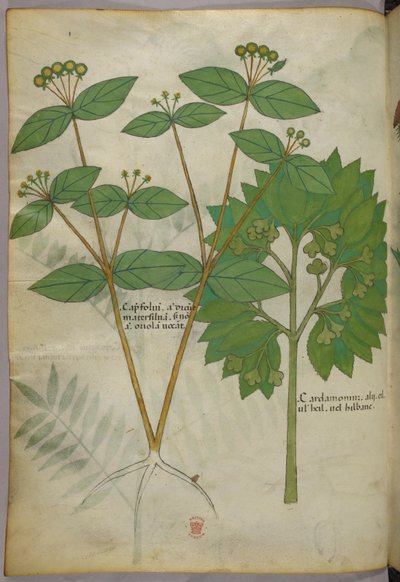Botanikai illusztráció, 1440 körül (tinta és szín, pergamen) alkotó: Italian School