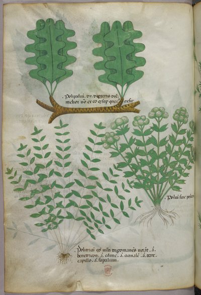 Botanikai illusztráció, 1440 körül (tinta és szín, pergamen) alkotó: Italian School