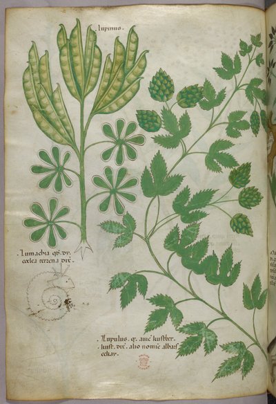 Botanikai illusztráció, 1440 körül (tinta és szín, pergamen) alkotó: Italian School