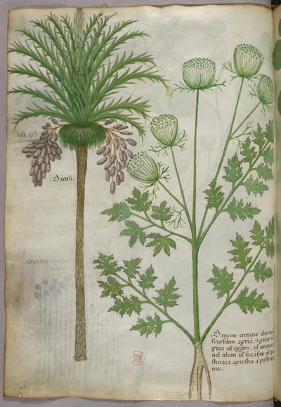 Botanikai illusztráció, 1440 körül (tinta és szín, pergamen) alkotó: Italian School