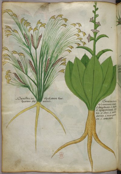 Botanikai illusztráció, 1440 körül (tinta és szín, pergamen) alkotó: Italian School