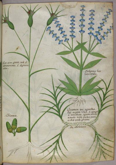 Botanikai illusztráció, 1440 körül (pergamen), 1440 körül (tinta és szín pergamenre) alkotó: Italian School
