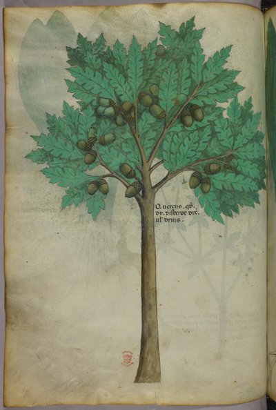 Botanikai illusztráció egy diófáról, 1440 körül (tinta és szín, pergamen) alkotó: Italian School