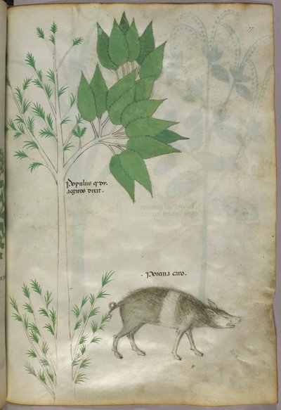 Botanikai illusztráció egy növényről és egy vaddisznóról vagy disznóról, "porcina caro" felirattal, 1440 körül (tinta és szín, pergamen). alkotó: Italian School