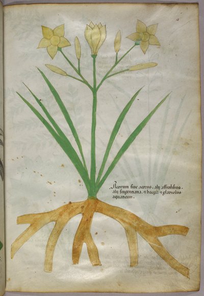 Botanikai illusztráció egy növényről, 1440 körül (tinta és szín, pergamen) alkotó: Italian School