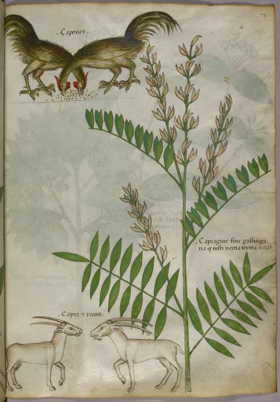 Botanikai illusztráció egy növényről, két kecskéről és két madárról, 1440 körül (tinta és szín, pergamen) alkotó: Italian School