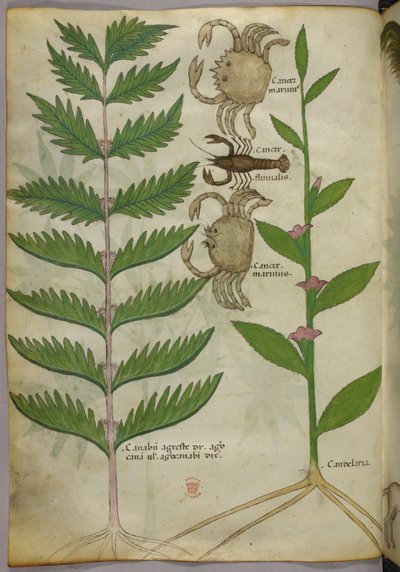 Botanikai illusztráció rákokról és egy skorpióról, 1440 körül (tinta és szín, pergamen) alkotó: Italian School
