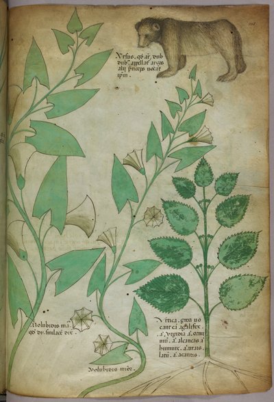 Botanikai illusztráció növényről medvével, 1440 körül (tinta és szín, pergamen) alkotó: Italian School