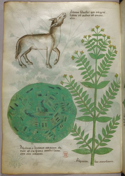 Botanikai illusztráció növényről lóval, 1440 körül (tinta és szín, pergamen) alkotó: Italian School