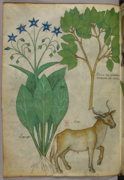 Botanikai illusztráció növényekről és egy bikáról, 1440 körül (tinta és szín, pergamen) alkotó: Italian School