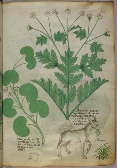 Botanikai illusztráció növényekről és egy szamárról, 1440 körül (tinta és szín, pergamen) alkotó: Italian School