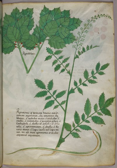 Botanikai illusztráció növényekről és egy kígyóról, 1440 körül (tinta és szín, pergamen) alkotó: Italian School