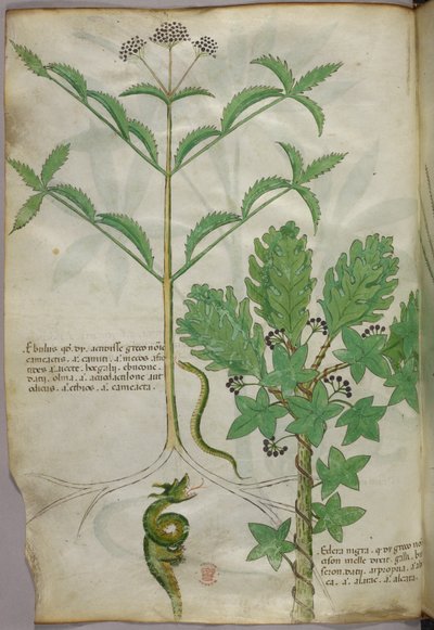 Botanikai illusztráció növényekről és egy kígyóról, 1440 körül (tinta és szín, pergamen) alkotó: Italian School