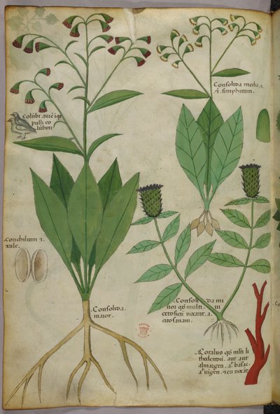 Botanikai illusztráció növényekről és korallokról, kígyóval és szarvassal, 1440 körül (tinta és szín, pergamen) alkotó: Italian School