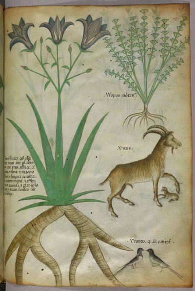 Botanikai illusztráció növényekről, madarakról és kecskékről, 1440 körül (tinta és szín, pergamen) alkotó: Italian School