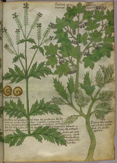 Növények botanikai illusztrációja, 1440 körül (tinta és szín, pergamen) alkotó: Italian School