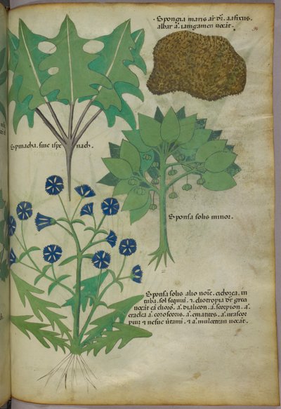 Botanikai illusztráció növényekről, köztük egy szivacsról, 1440 körül (tinta és szín, pergamen) alkotó: Italian School