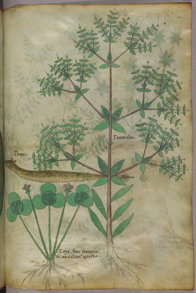 Botanikai illusztráció növényekről és egy állatról, 1440 körül (tinta és szín, pergamen) alkotó: Italian School