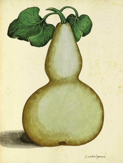 Calabash, Ulisse Aldrovandi alkotó: Italian School
