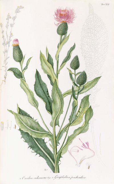 Cardus cichoraceus és Gnaphalium penduculare, 1811-1838 alkotó: Italian School