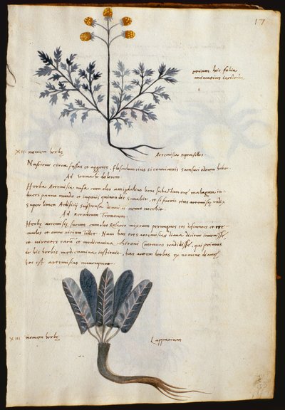 Tőkehal. 2377 Artemisia és lapparium, gyógynövények a "Herbarium Apulei Platonici"-ból (akvarell és tinta pergamen) alkotó: Italian School