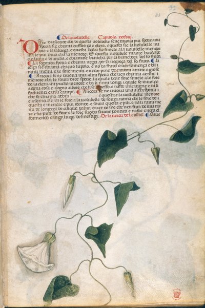 Convolvulus Plant, illusztráció a 