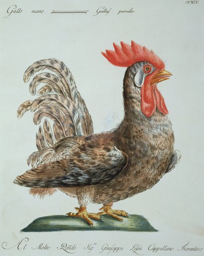 Törpekakas, 1767-76 körül (kézzel színezett metszet) alkotó: Italian School