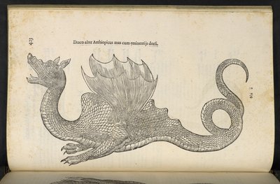 Etióp sárkány „Kígyó és sárkány történelemkönyv második”, Bologna, Ulisse Aldrovandi alkotó: Italian School