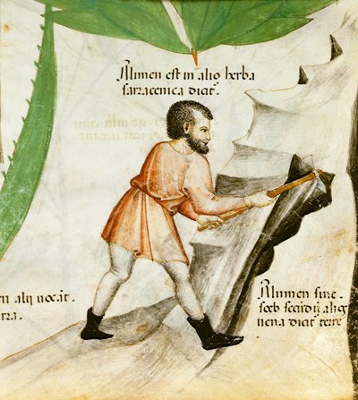 Timsó kitermelése, 1440 körül (színes litó) alkotó: Italian School