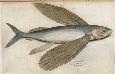 Repülő hal, illusztráció az „Aquatilium Animalium Historiæ liber primus”-ból, Ippolito Salviani alkotó: Italian School