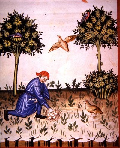 Fol.66v Pinty-tojás gyűjtése, illusztráció a "Tacuinum Santiatis Codex Vindobonensis" (pergamen) című kötetből. alkotó: Italian School